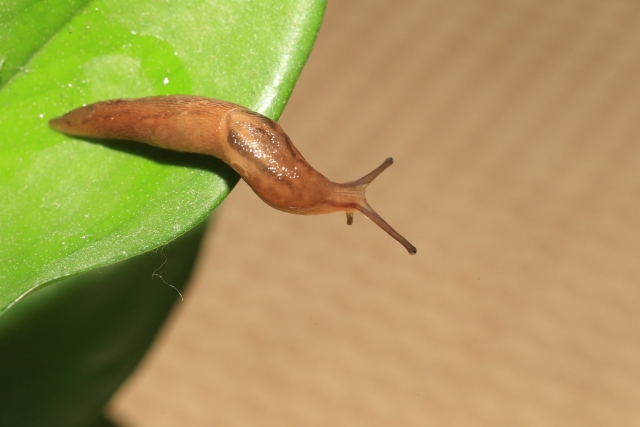 ナメクジにコーヒーが効かない理由｜効く条件と安全な対策を見直そう