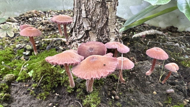 プランターにキノコが生えたらどうする？原因と再発を減らす育て方を身につけよう