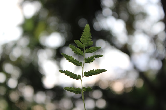 safan-vs-qlIUkJE2DHY-unsplash